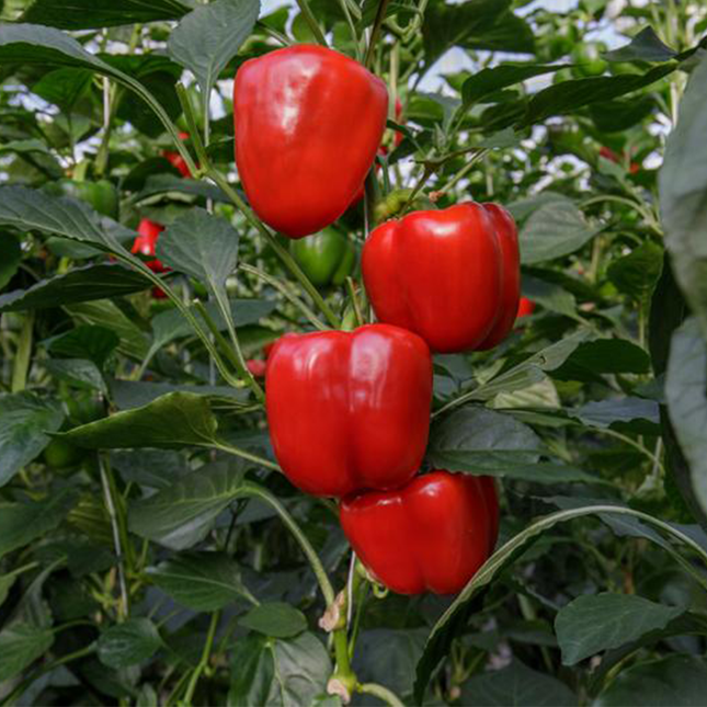 LAVANI RZ F1 Bell peppers - 1000 Seeds