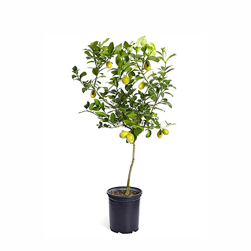 Lemon (Citrus limon) - ನಿಾಂಬ್ - Agriplex