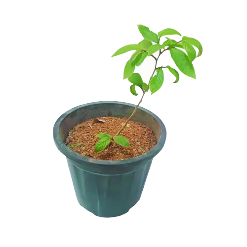 Mahagony(Swietenia macrophylla) - ಮಹಾಗನಿ * - Agriplex