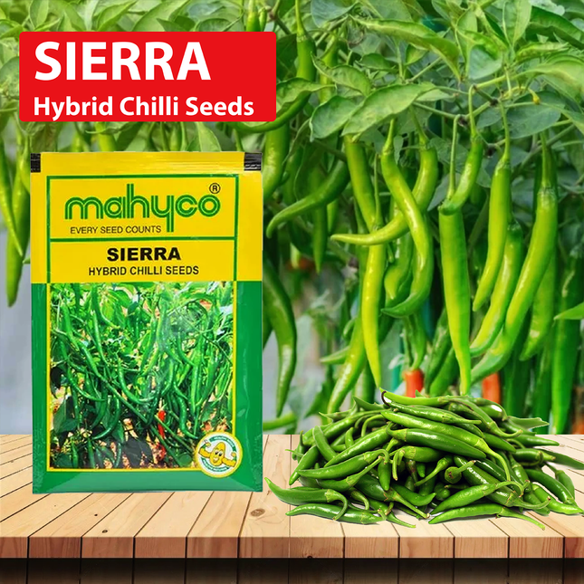 Mahyco Chilli Sierra Seeds - 10 GM