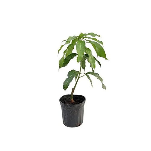 Mango (Mangifera indica) - ಮಾವು - Agriplex