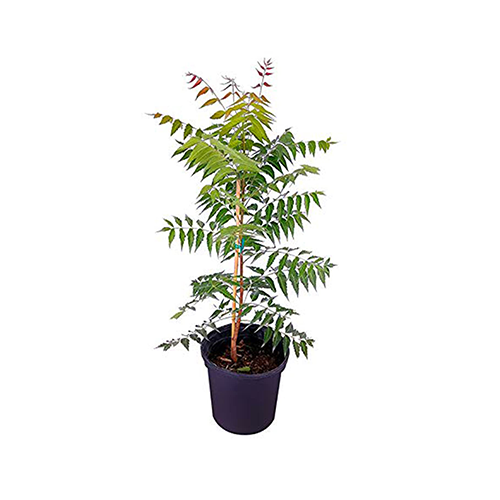 Neem (Azadirachtaindica) - ಬೇವಿನ ಮರ - Agriplex