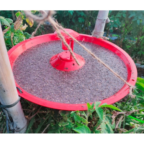 Koppert Tutasan Trap