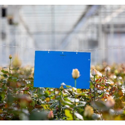 Koppert Horive Large Blue Sticky Trap - Agriplex