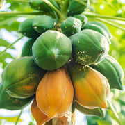 Papaya