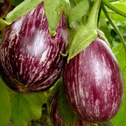Brinjal