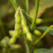 Soya Beans