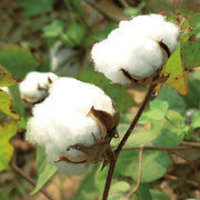 Cotton