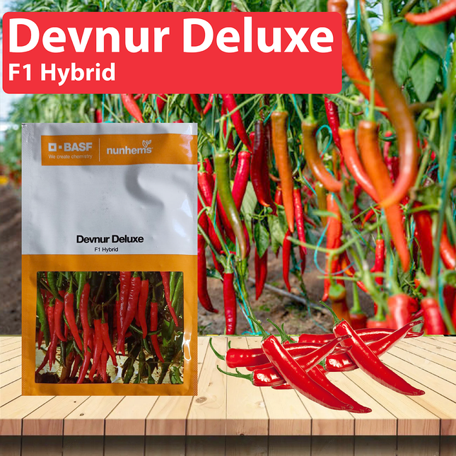 Nunhems Devnur Deluxe Chilli Seeds - Pack of 1500 Seeds - Agriplex