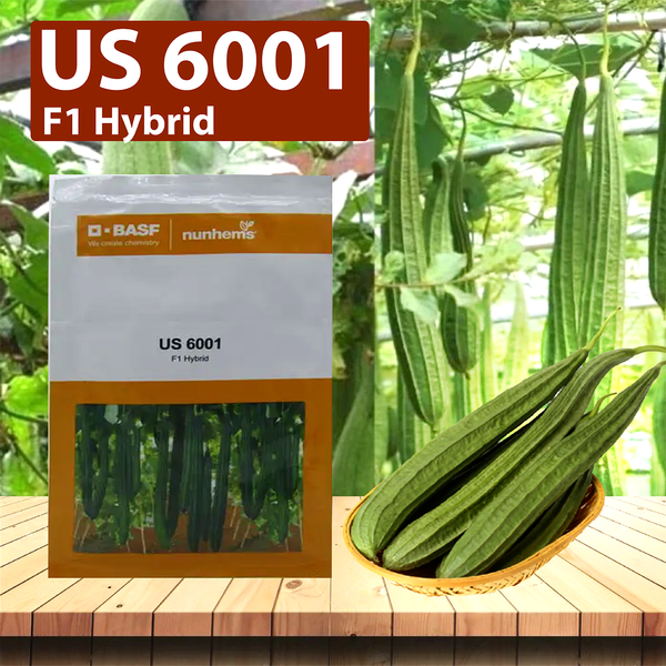 Nunhems Us 6001 Ridge Gourd Seeds - Pack of 250 Seeds - Agriplex