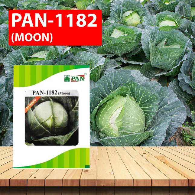 PAN 1182 Moon Cabbage (Green, Round) Seeds - 10 GM - Agriplex