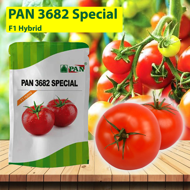 PAN 3682 Spl Hybrid Tomato Seeds (Deep Red, Round) - 10 GM - Agriplex