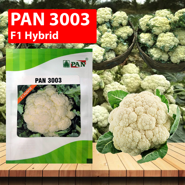 PAN 3003 Hybrid Cauliflower (Dome Shape) Seeds - 10 GM - Agriplex