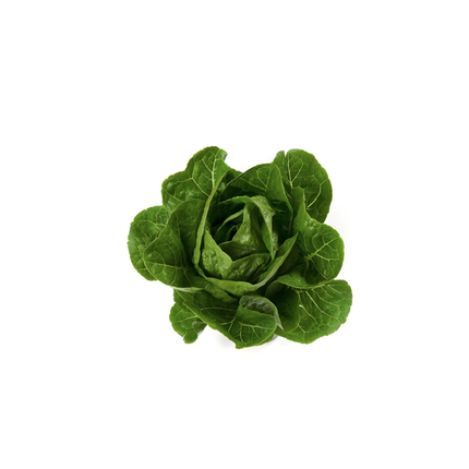 RAFAEL RZ Lettuce - 5000 seeds