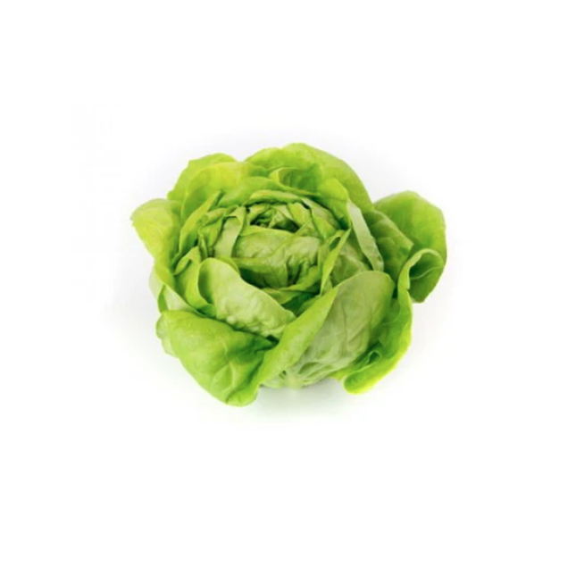REX RZ (42-06) LETTUCE - 5000 SEEDS