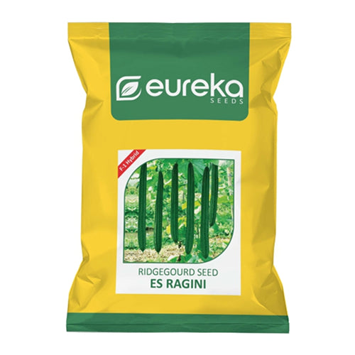 EUREKA RIDGE GOURD ES RAGINI F1 HYBRID SEEDS
