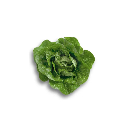 RINCON RZ Lettuce - 5000 seeds