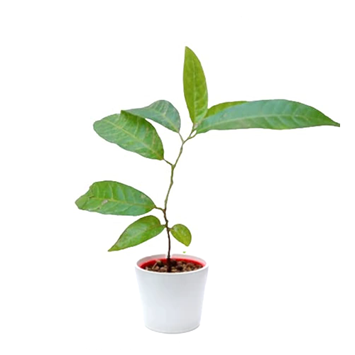 Ramphal (Annona reticulata) - ರಾಂಫಲ - Agriplex