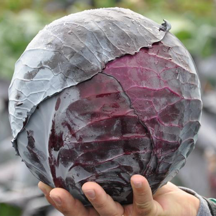 REDMA RZ F1 Red Cabbage - 2500 Seeds