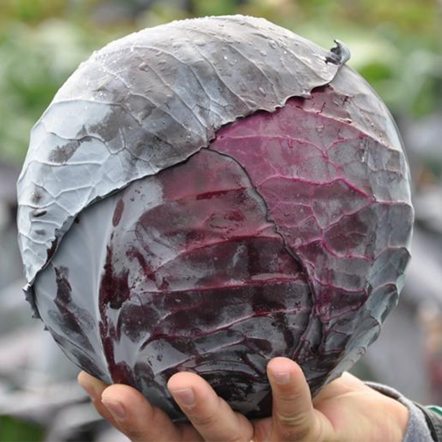 REDMA RZ F1 Red Cabbage - 2500 Seeds
