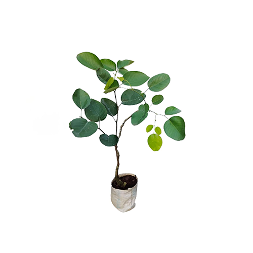 Redsanders (Pterocarpus santalinus) - ರಕ್ತ ಚಂದನ - Agriplex