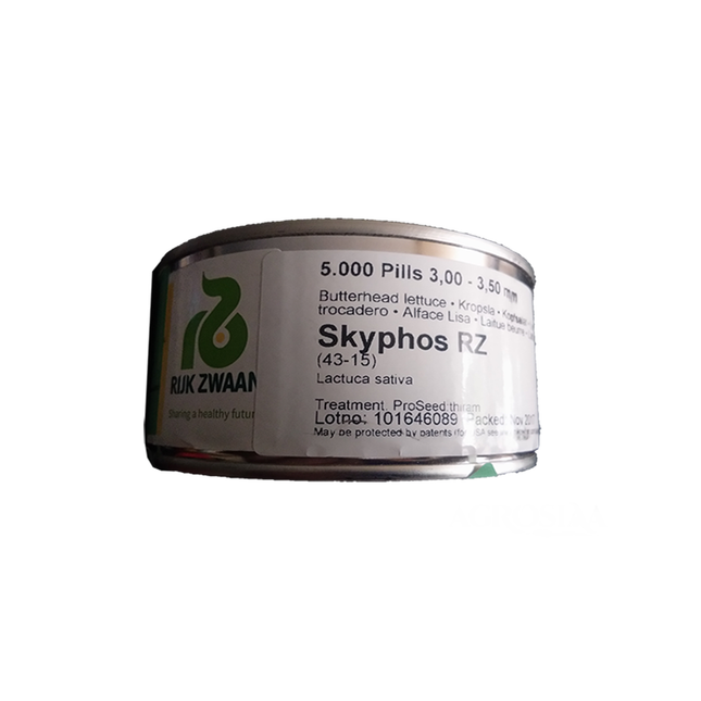 SKYPHOS RZ (43-15) LETTUCE - 5000 SEEDS