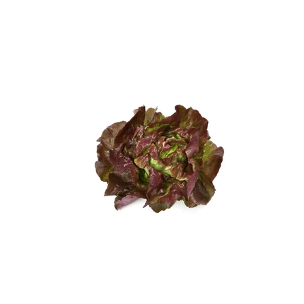 SKYPHOS RZ Lettuce - 5000 seeds