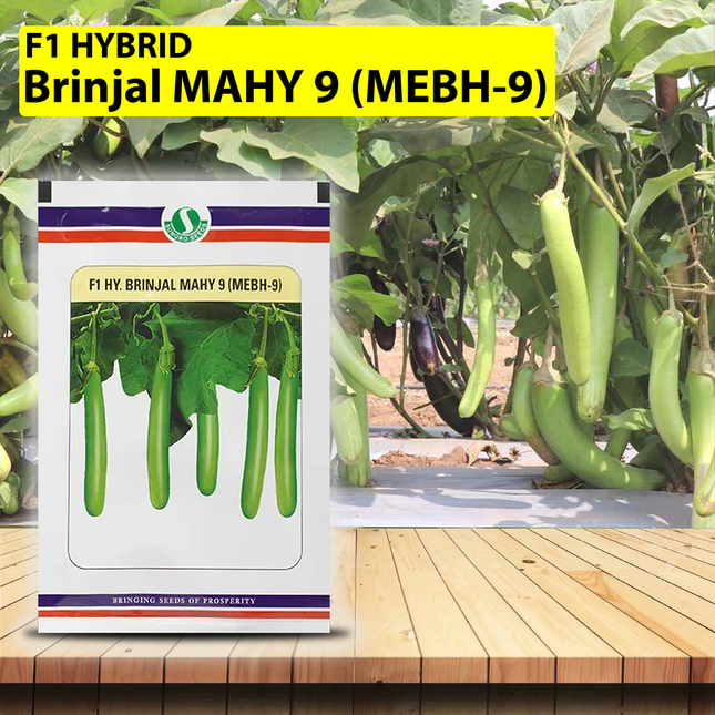 SUNGRO 9 Mebh-9 Brinjal Seeds - 10 GM - Agriplex