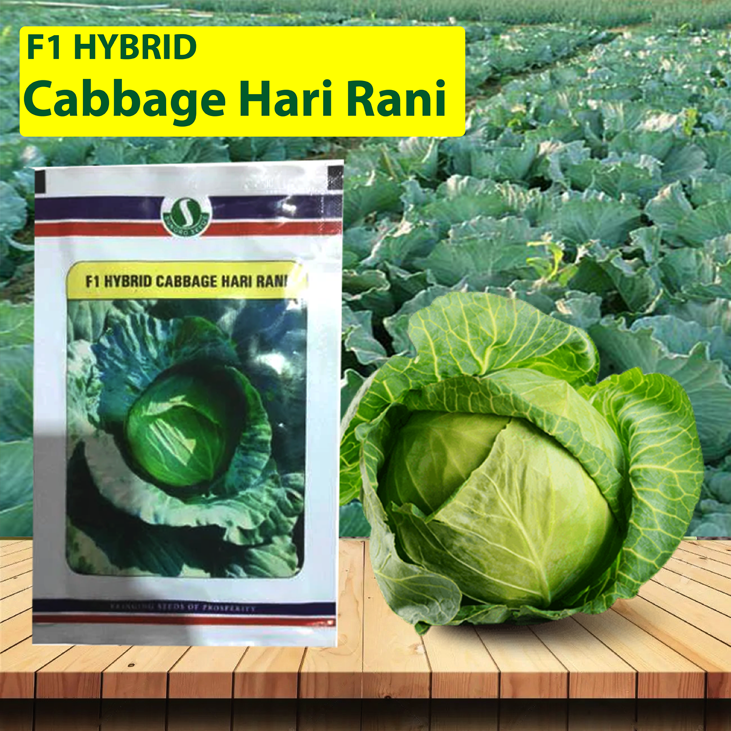 SUNGRO Hari Rani Cabbage Seeds - 10 GM - Agriplex