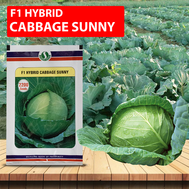 SUNGRO Sunny Cabbage Seeds - 2200 SEEDS (Pack of 2) - Agriplex