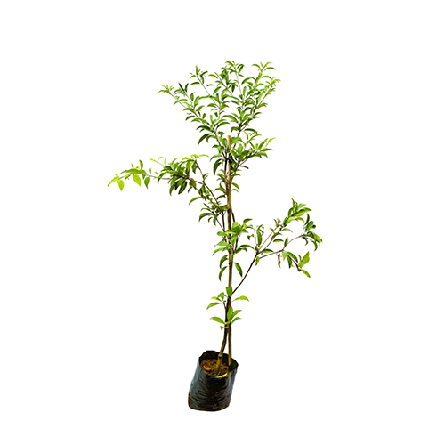 Sapota (Manilkara zapota) - ಸಪೀಟಾ - Agriplex