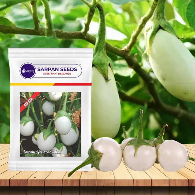 Sarpan Snowball Brinjal Seeds