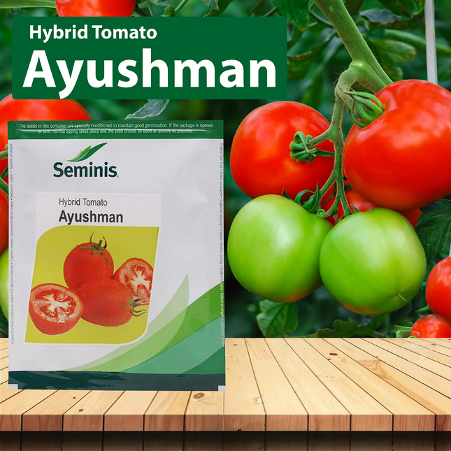 Seminis Ayushman Tomato - Agriplex