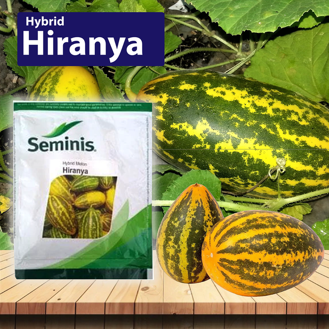 Seminis Hiranya - Sambar Cucumber - Agriplex
