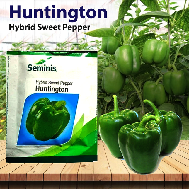 Sweet Bell Hybrid Sweet Pepper Mix - 35 Seeds per Packet