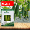 Seminis Malini Cucumber - Agriplex