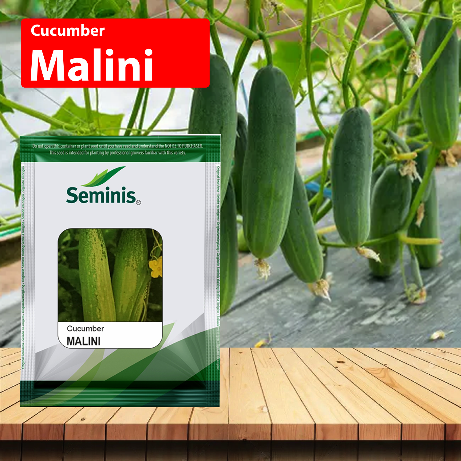 Cocumber Ridges Seminis Malini Cucumber – Agriplex