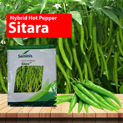 Seminis Sitara Chilli - Agriplex