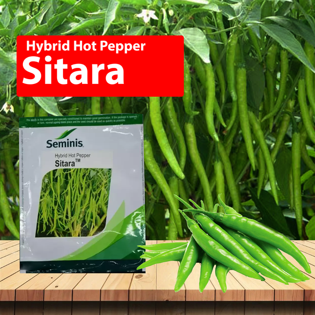 Seminis Sitara Chilli - Agriplex