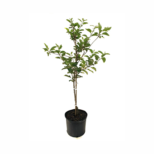 Sitaphala - ಸೀತಾಫಲ - Agriplex