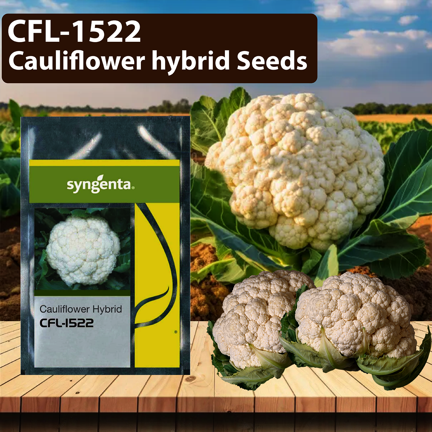 Syngenta 1522 CFL Cauliflower Seeds - Agriplex