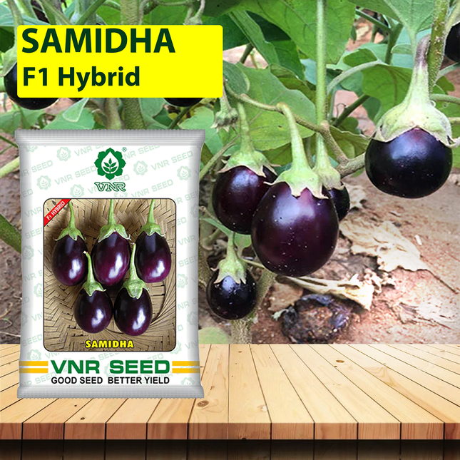 VNR Samidha Brinjal - 10 GM (Pack of 2)
