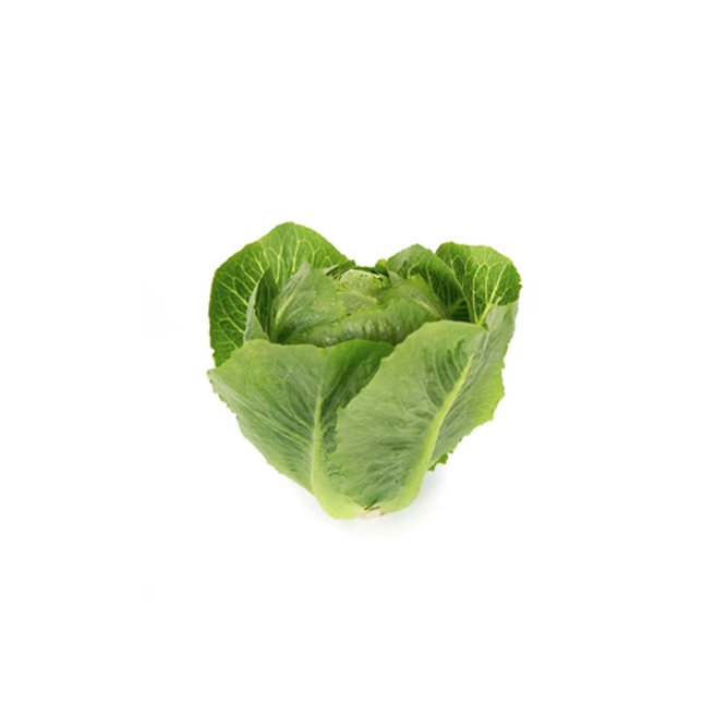 TENDITA RZ Lettuce - 5000 seeds