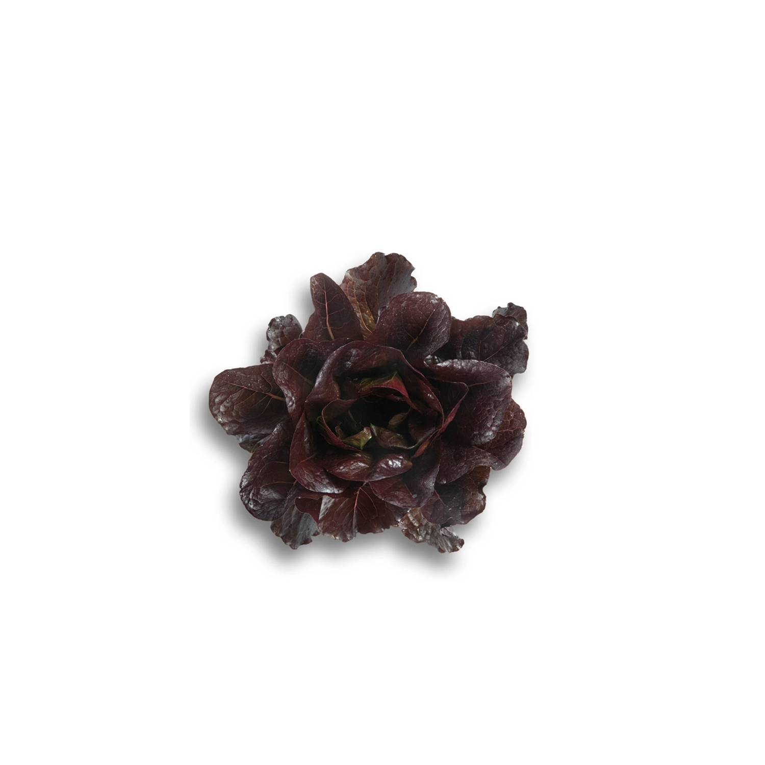 THURINUS RZ Lettuce - 5000 seeds