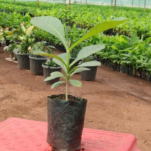 Teak (Tectona grandis) – ತೇಗ, ಸಾಗುವಾನಿ - Agriplex