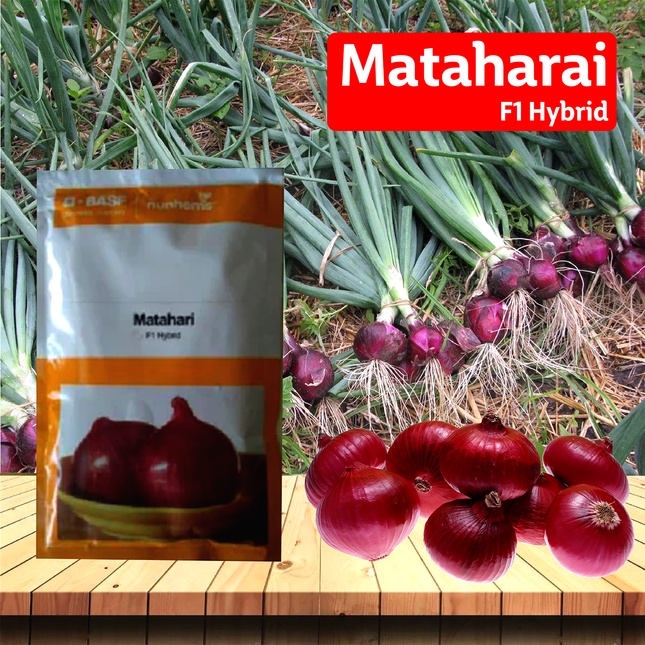 Nunhems Mata Hari Onion - 20000SEEDS - Agriplex