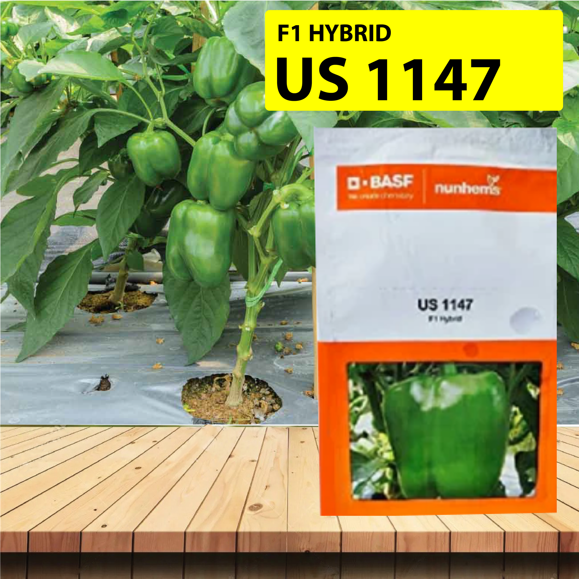 Nunhems Capsicum US 1147 - 1000SEEDS - Agriplex