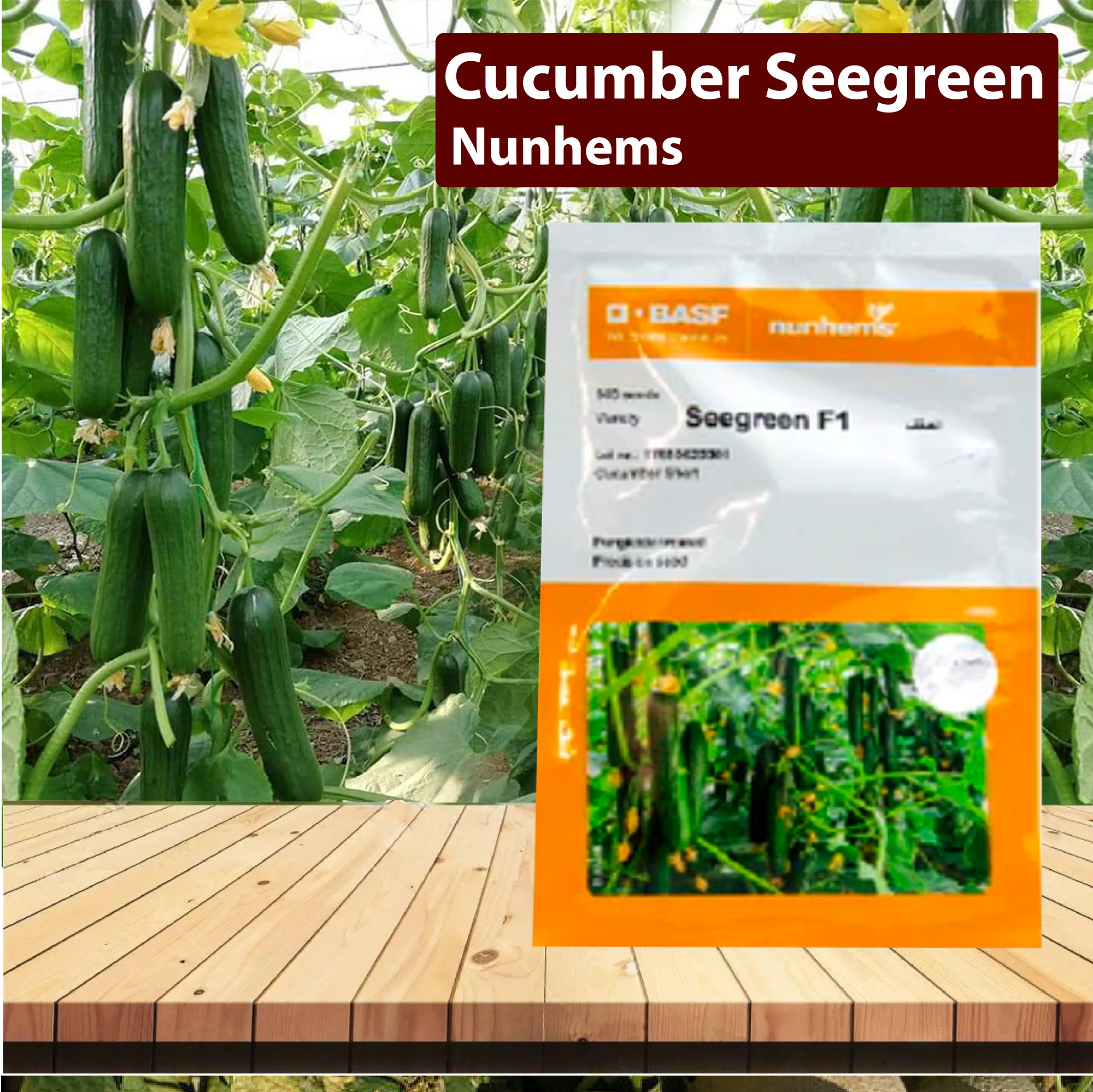 Nunhems Cucumber Seegreen - 1000SEEDS - Agriplex