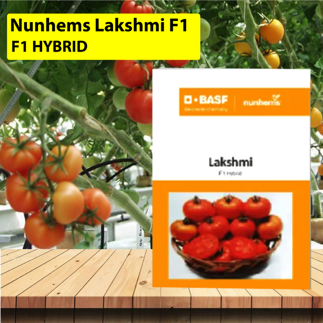 Nunhems Lakshmi F1 hybrid Tomato - 3000 SEEDS - Agriplex