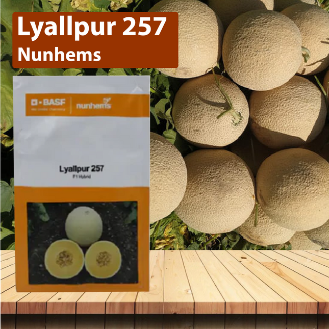 Nunhems Lyallpur 257 Muskmelon - Agriplex